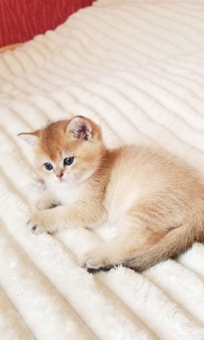 Золотая шиншилла Девочка и мальчик