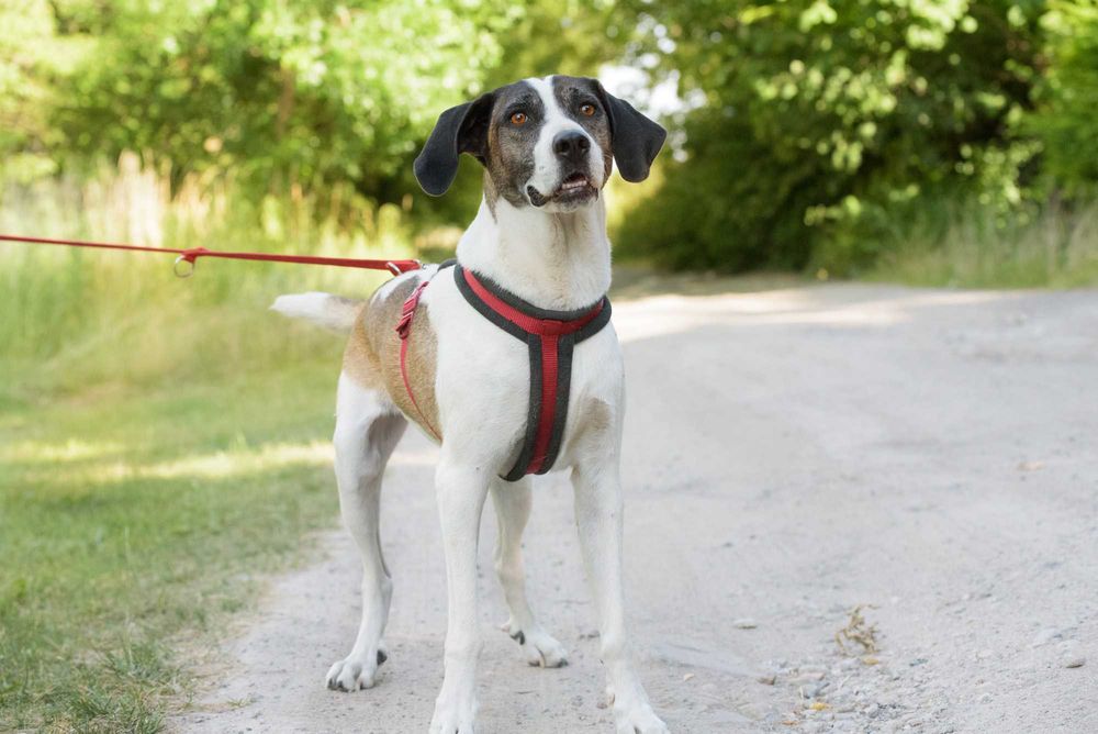 Karl - duży, aktywny w typie pointera