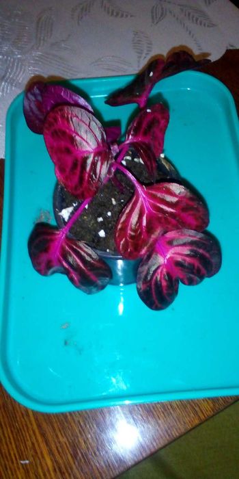 Квіти різноманітніші домашні