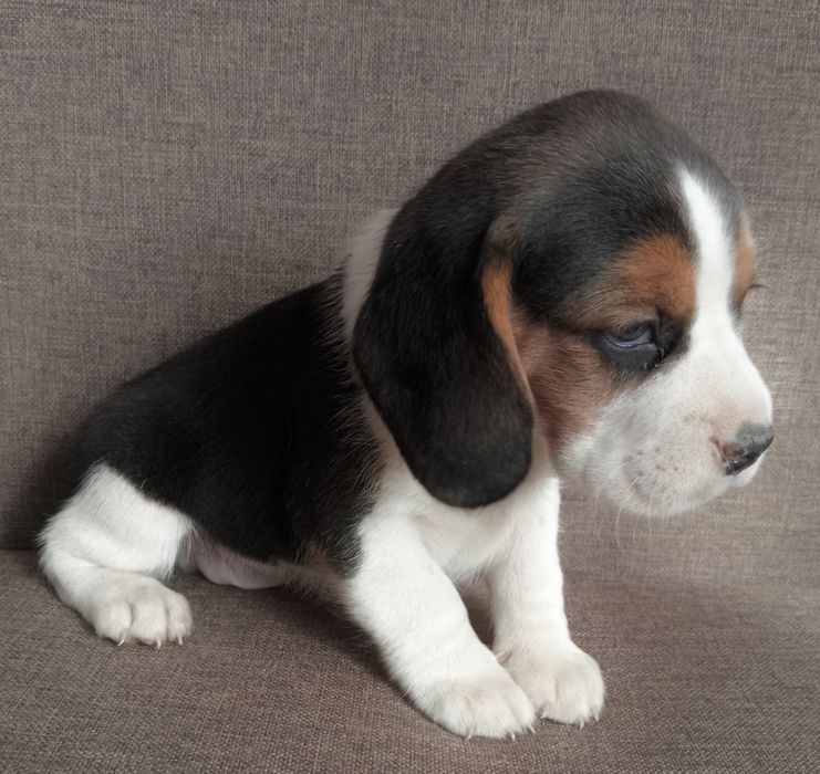Beagle szczeniak