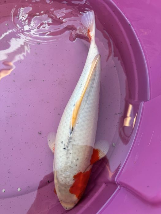 Carpa koi criaçao 2024 asagi