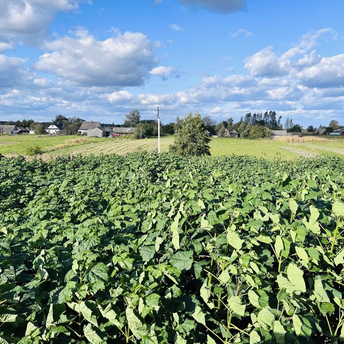 Павловнія для дров, Павловния промышленная, Pao-Tong Стовбур 2см