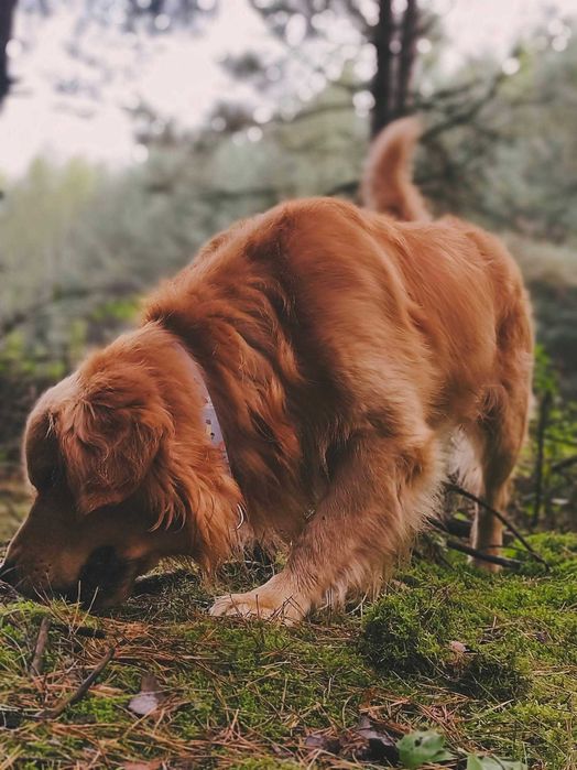 Suczka Golden Retriever