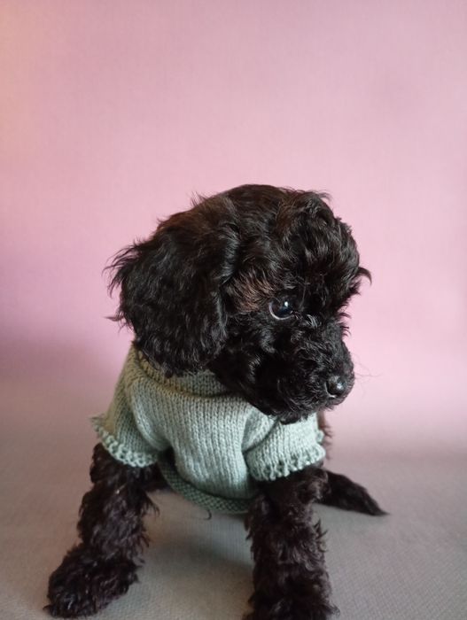 Cudooowny piesek pudel Black sable