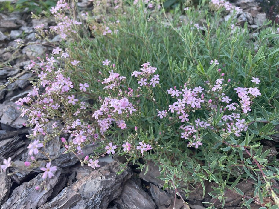 Сантоліна сиза та зелена Міскантус зебрінус, хаконехлоя