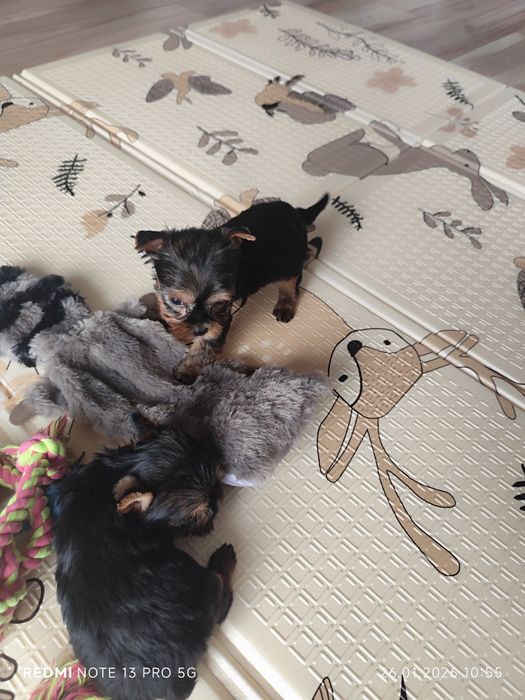 York sunia gotowa do odbioru metryka czip wyprawka