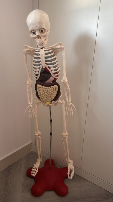 Coleção para criança esqueleto parte 1 mais parte 2 - corpo humano