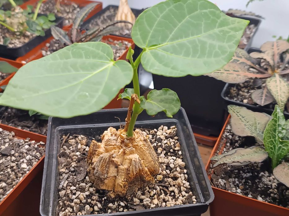 Gonolobus cyclophyllus