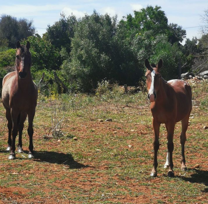 Appaloosa Urano [raro e meigo]