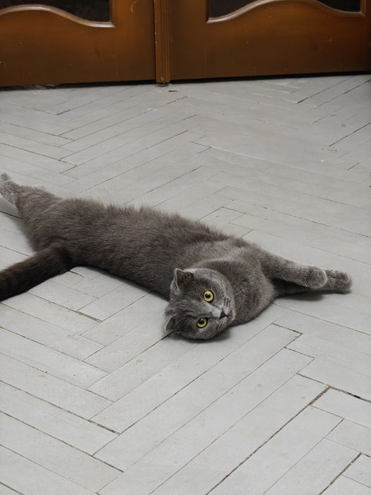 Британська висловуха