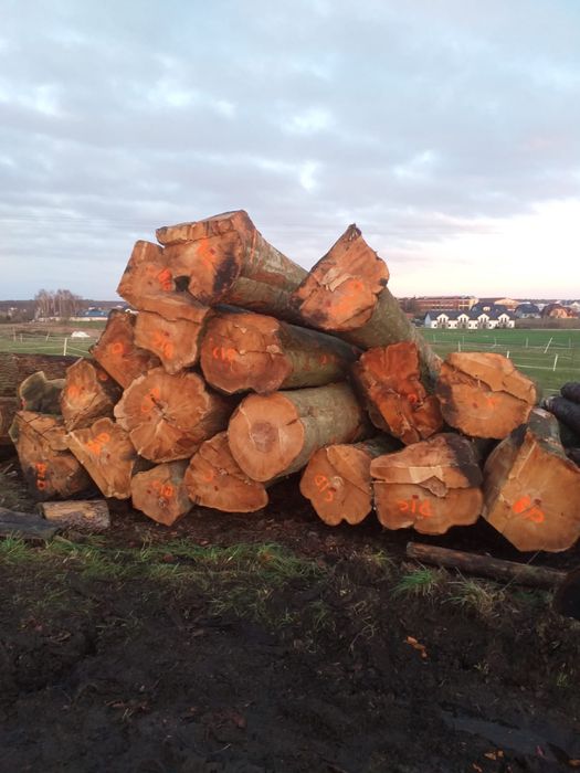 Buk tartaczny dłużyca