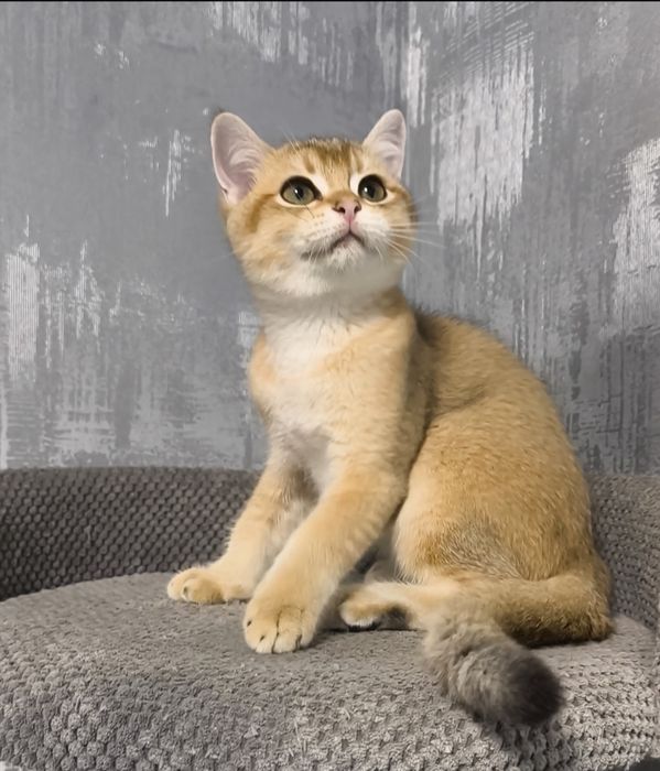 Золота шиншила кошенята котята котики котик