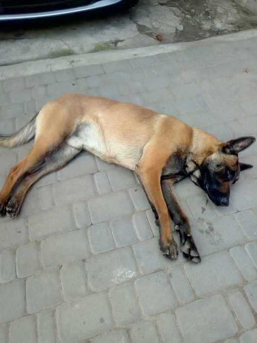 Продам цуценят бельгійської вівчарки