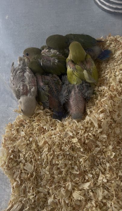 Bebes de rosseicolis