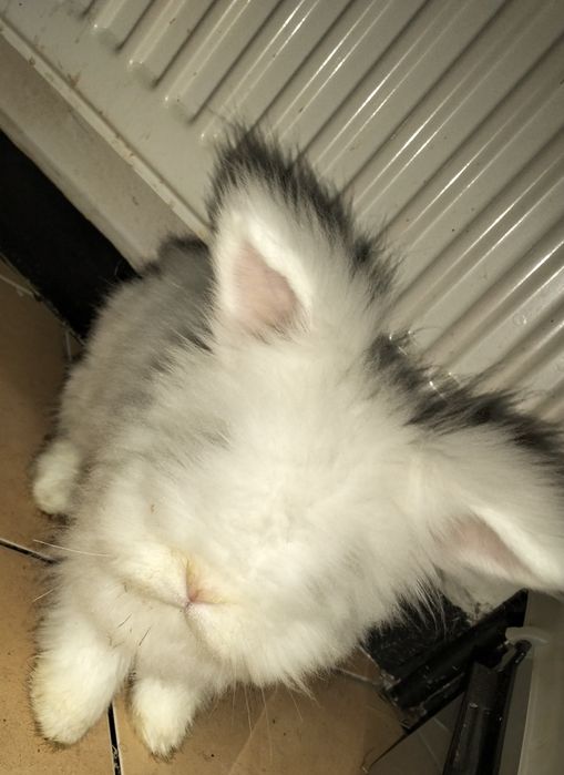 Oddam królika miniaturkę biala