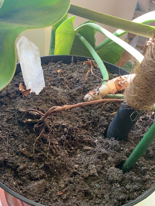 Duży filodendron na paliku, często kwitnie