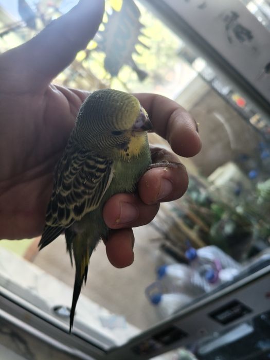 Piriquitos juvenis