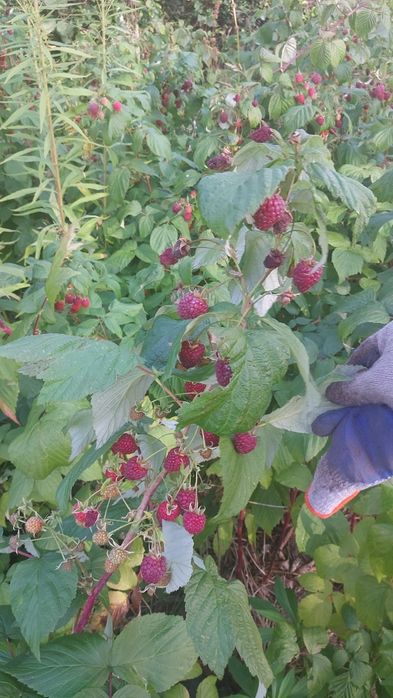 SADZONKI maliny jesiennej  25szt.