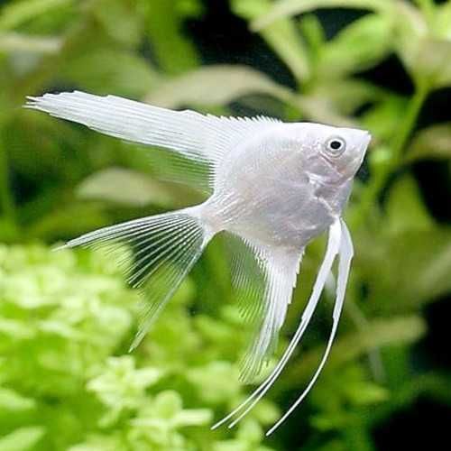 peixe escalar de veu platinum (branco)