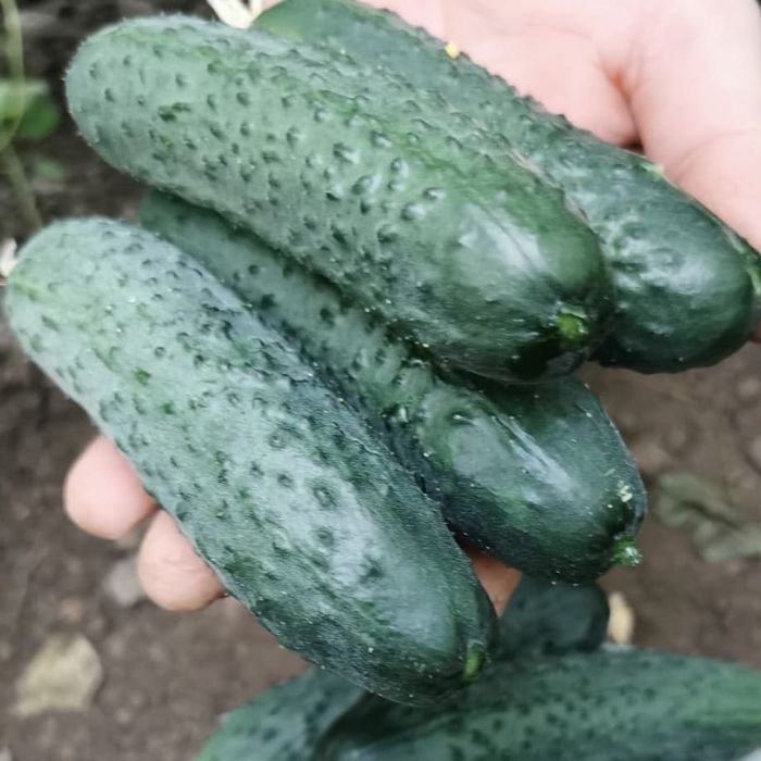 Продаються огірки