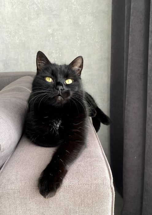 Киця у добрі руки