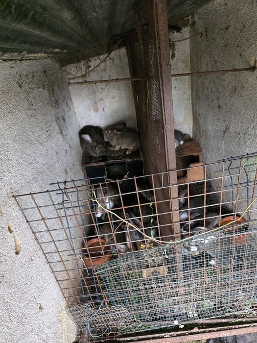 Vendo coelhos caseiros
