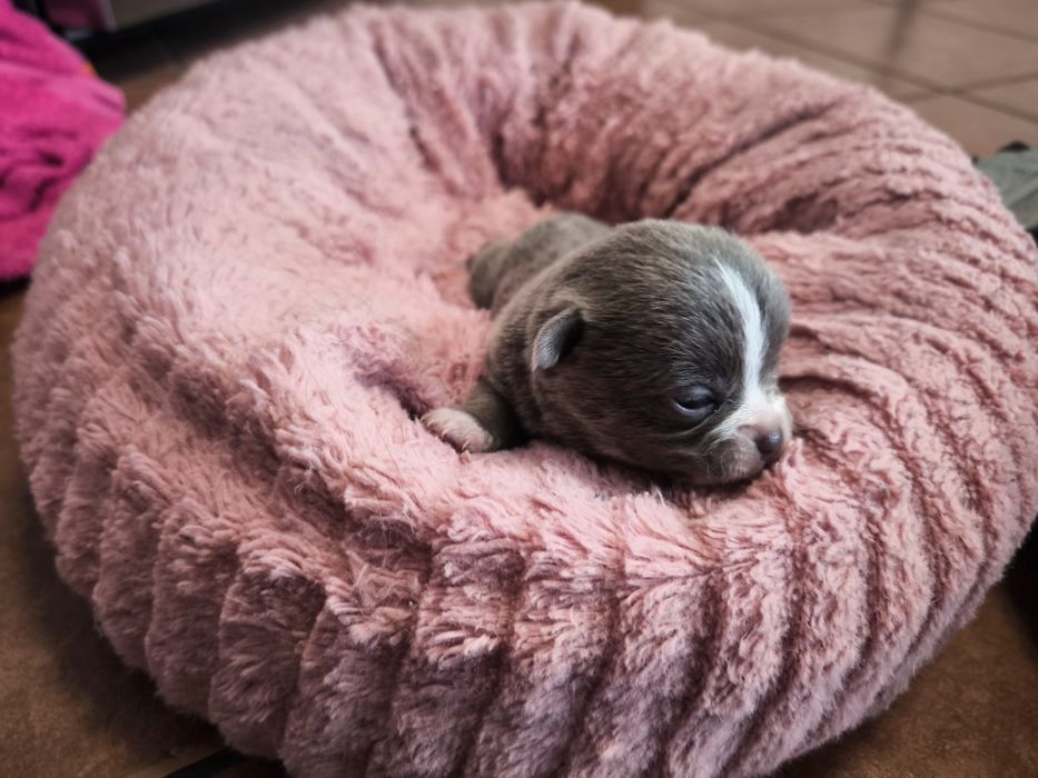 Machinho Chihuahua