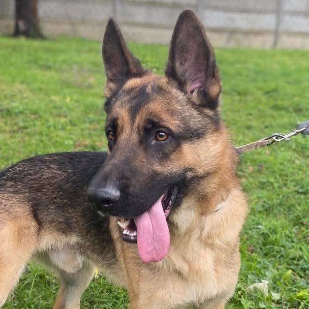 Młody owczarek do adopcji- Franek szuka domu