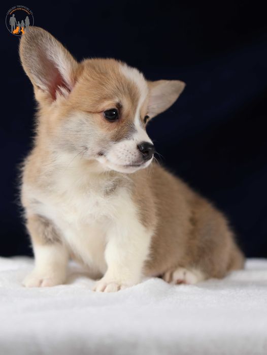 Welsh Corgi Pembroke ZKwP FCI po Championie , rodzice przebadani