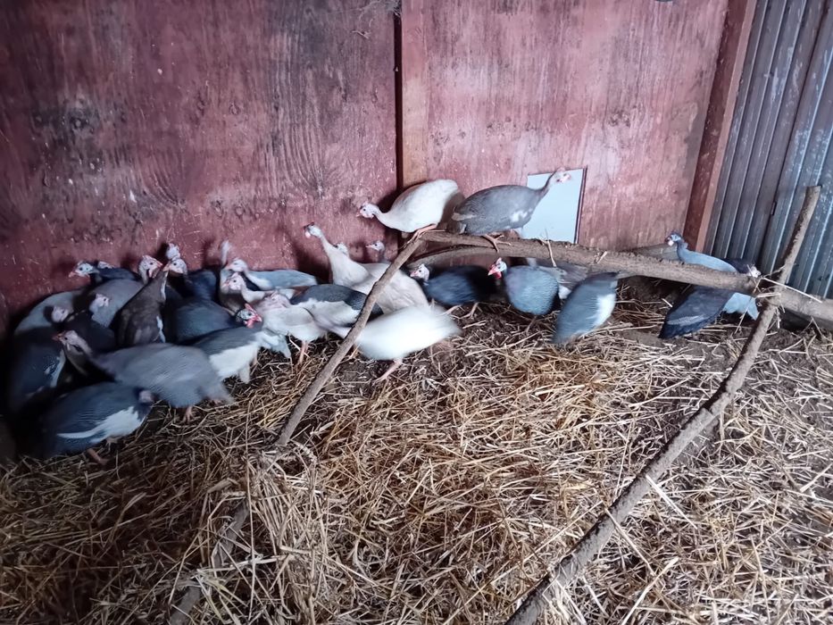 Perliczki 5 i 6 miesiecy