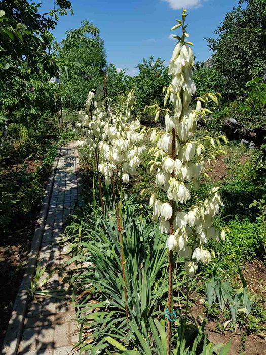 ясколка       отдам