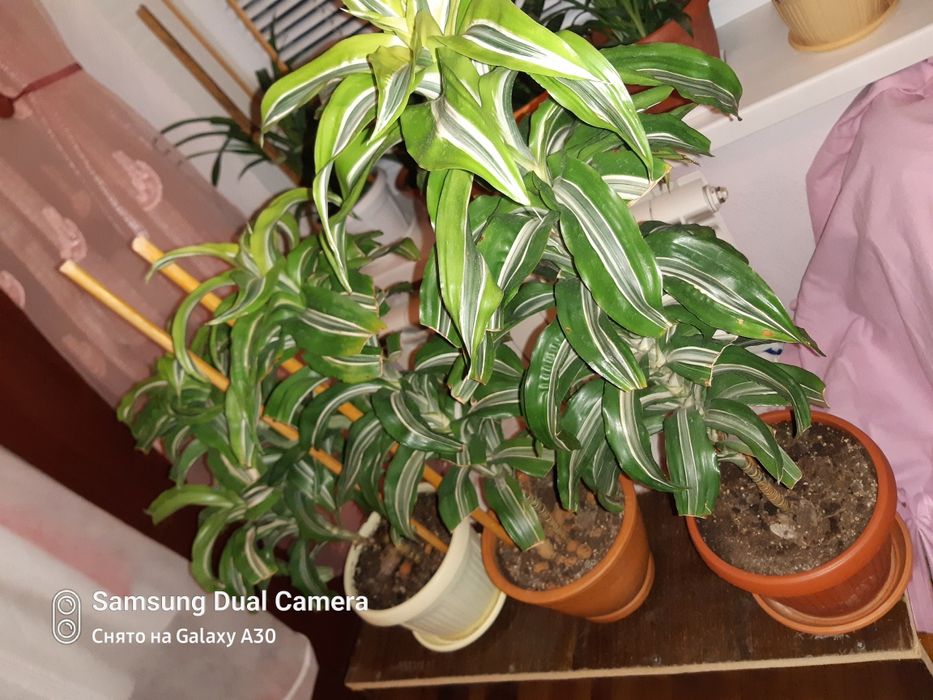 Дроцена ,,лимон лайм,,прикрашає дім або офіс