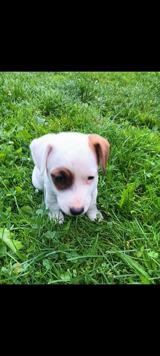 Jack russell terrier suczka nr.1 Stary Sącz