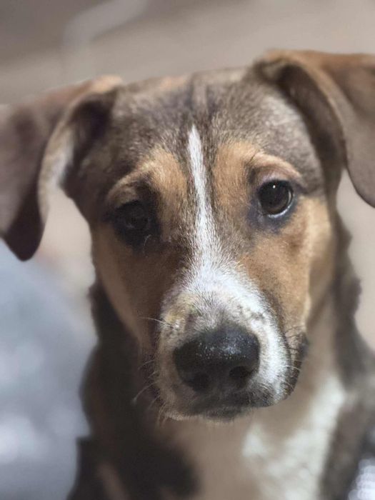 Oddam pieska Za darmo