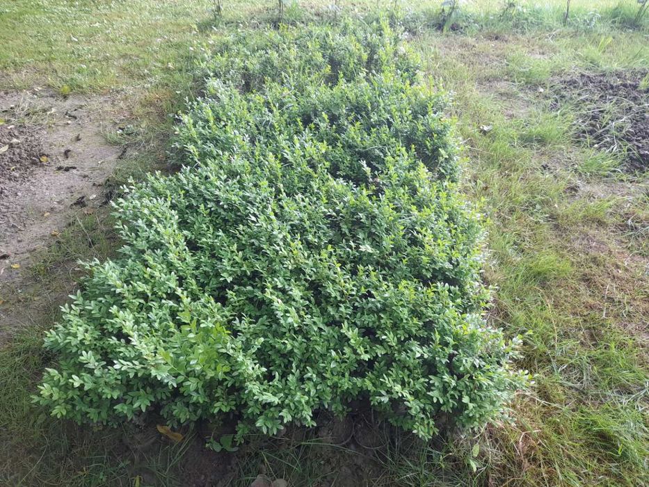 BUKSZPAN krzew, - wysokość średnia około 25 cm plus
