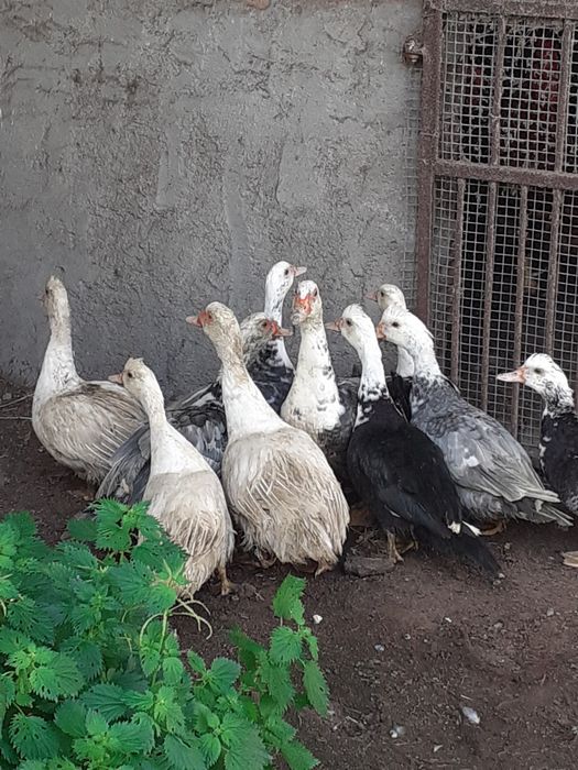 Patos mudos para criação