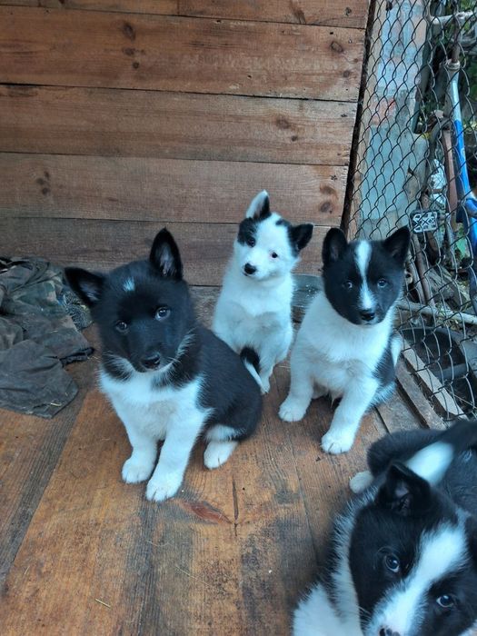 Цуценята Европейської лайки