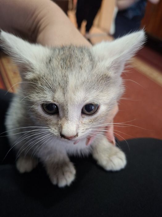 Віддам котиків у гарні руки