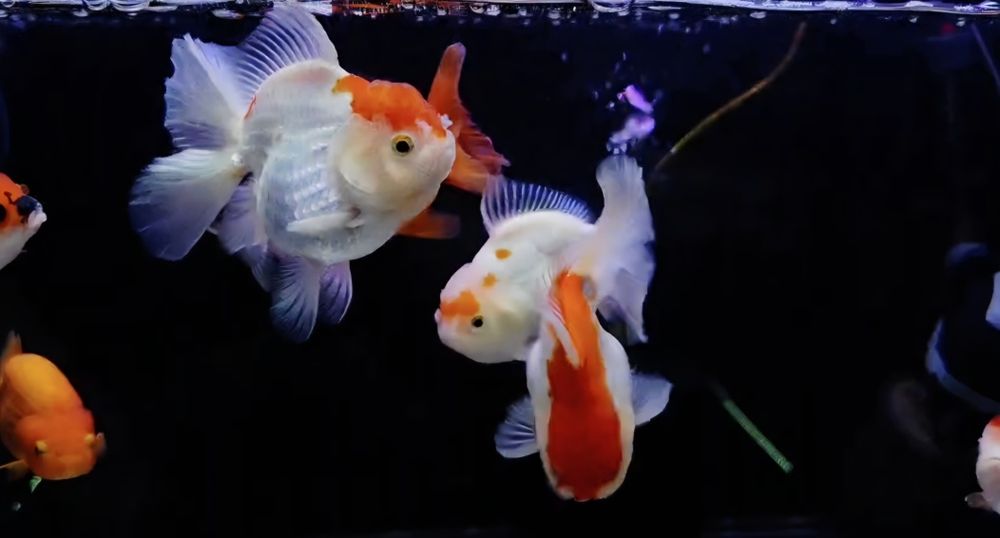 Welonki Rosetail oranda