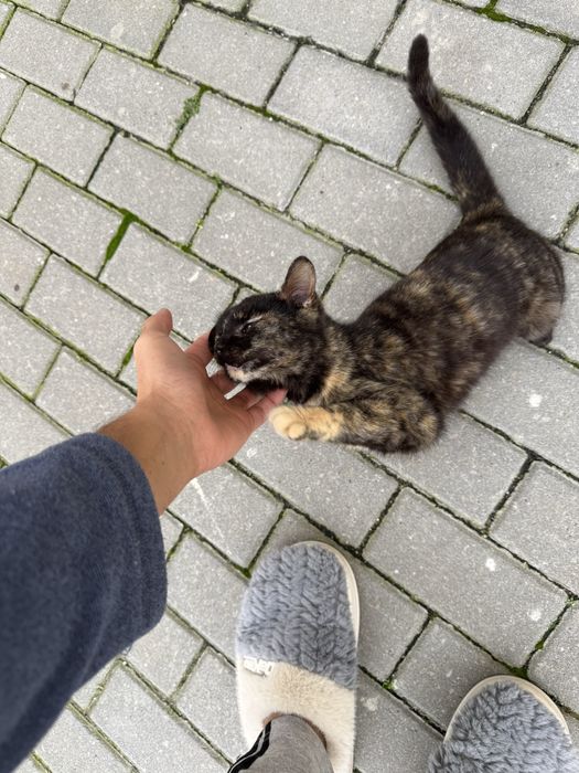 Gatinho para Adoção