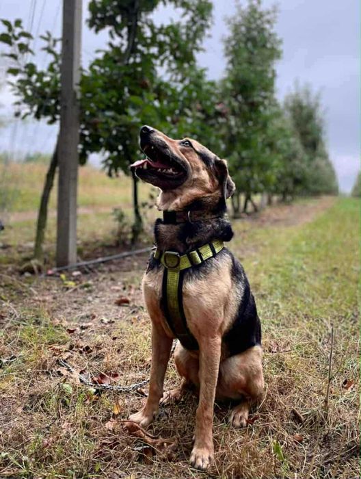 Radosny, przyjazny , bezkonfliktowy Bruno szuka domu