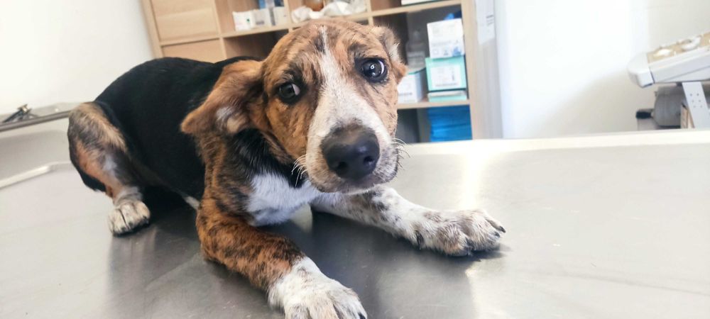 Adoção urgente - filha de cadelinha de rua