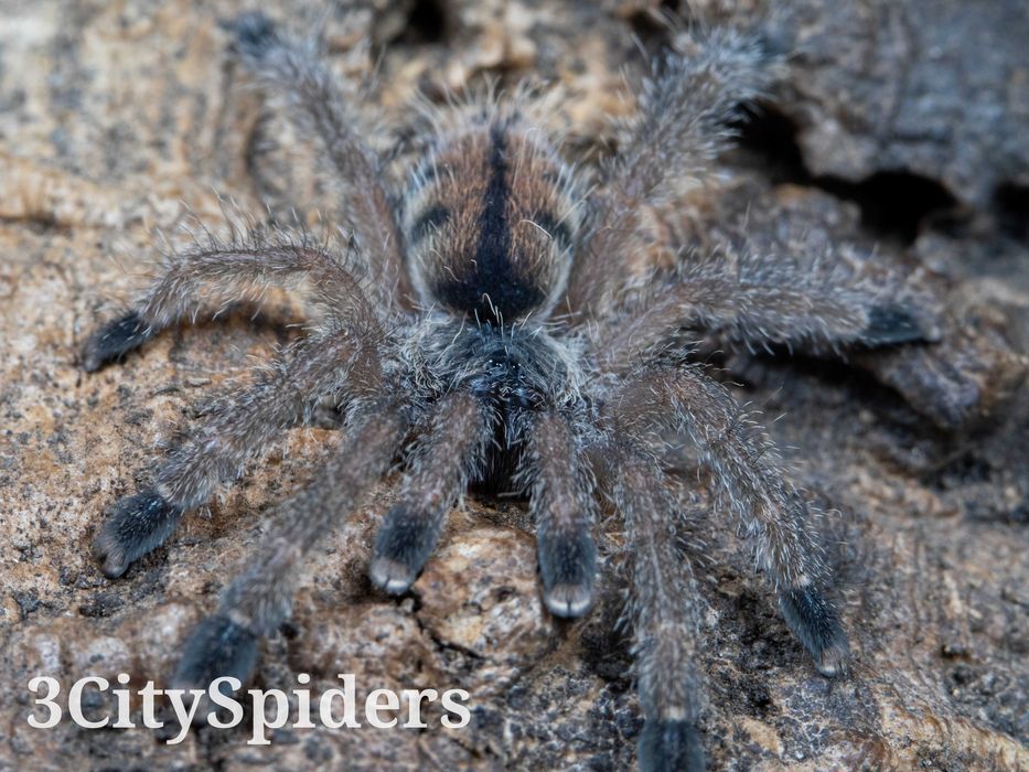 Avicularia juruensis M2 L3 (3CitySpiders)