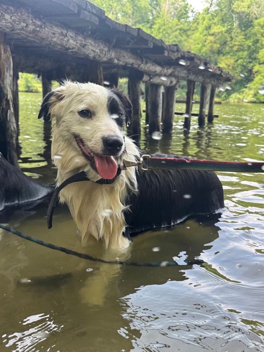 Border Collie Sami