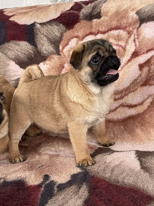 Мопс цуценя, мопс щенок , чихуа, гриффон, пти брабансон, бишон