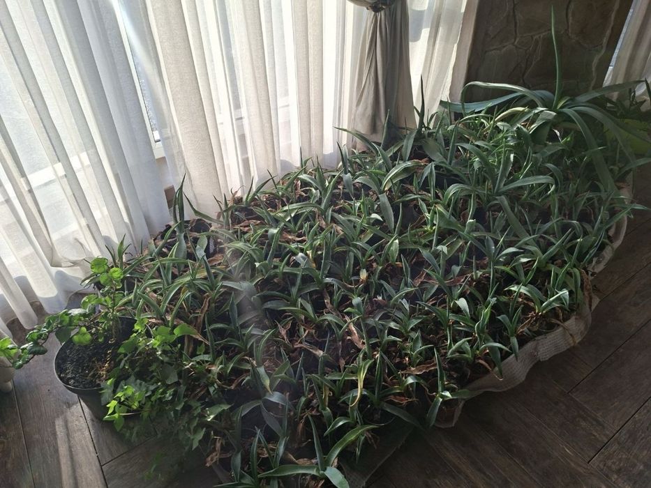 Агави орхідеї різні