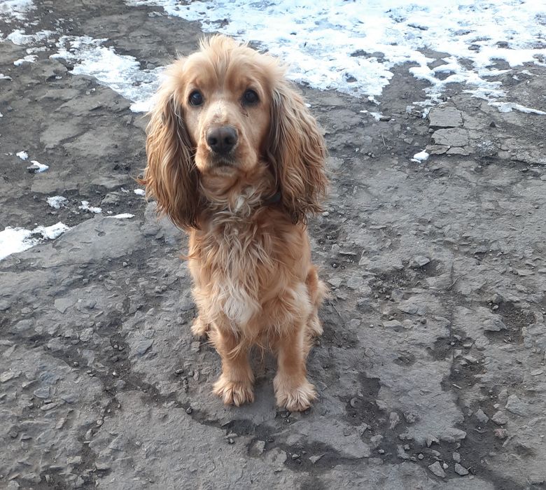 Вязка английского спаниеля