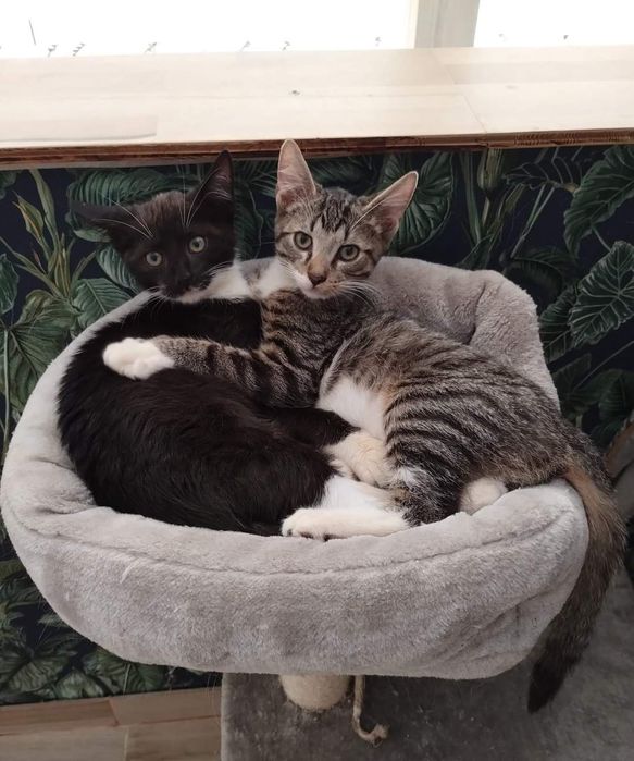 Cudowne kociaki szukają domu