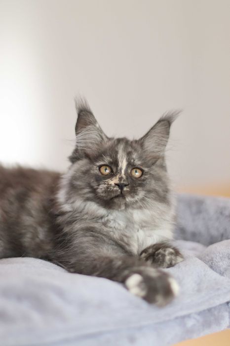 Gatinha maine coon - LOP