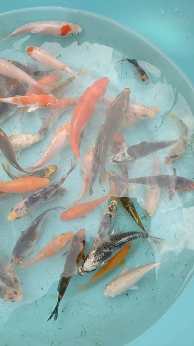 Carpas koi tosai premium